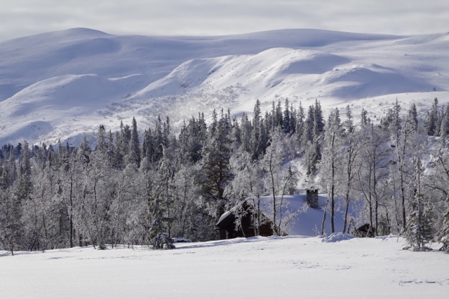 Skiterreng i skog og vidde